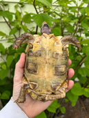 Homes Hinge-back Tortoise Adult Pair 6 (Kinixys homeana)