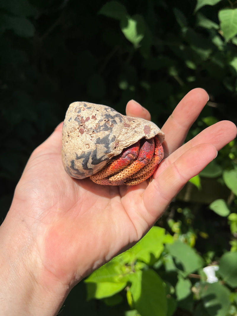 Giant Land Hermit Crabs For Sale American Reptile Distributors