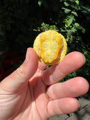 Paradox Albino Red Eared Slider Turtle