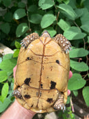 Libyan Greek Tortoise Adult Female