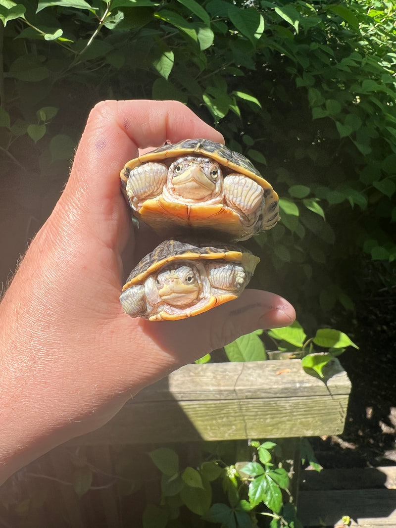 Pastel Florida Chicken Turtle Yearling Pair (Deirochelys reticularia chrysea)