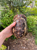 Homes Hinge-back Tortoise Adult Pair