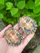 Stripe-necked Musk Turtle Adult Pair