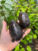 Stripe-necked Musk Turtle Adult Pair