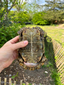 Homes Hinge-back Tortoise Adult Pair