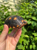 Brazilian Cherryhead Tortoise 2021