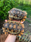 Homes Hinge-back Tortoise Adult Pair