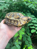 Homes Hinge-back Tortoise Adult Female
