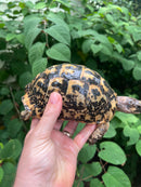 Libyan Greek Tortoise Adult Male