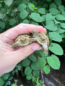 Russian Tortoise Babies (Testudo horsfieldii)
