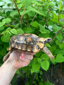 Homes Hinge-back Tortoise Adult Pair