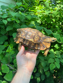 Homes Hinge-back Tortoise Adult Female