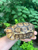 Homes Hinge-back Tortoise Adult Female