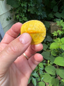Paradox Albino Red Eared Slider Turtle