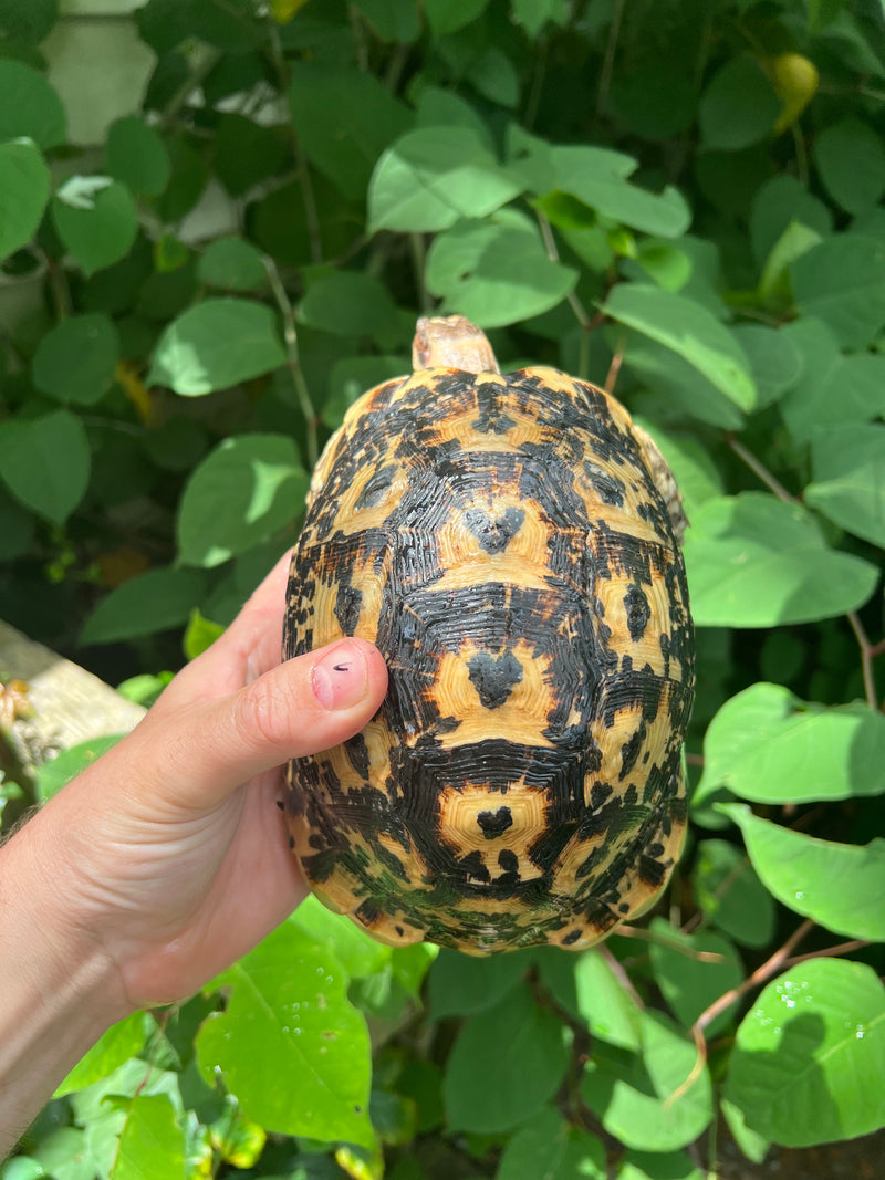 Libyan Greek Tortoise Adult Female