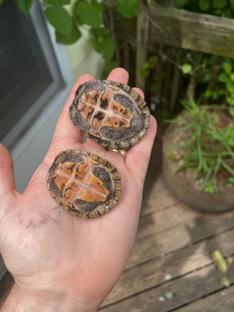 Stripe-necked Musk Turtle Adult Pair