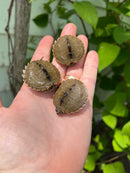 Escambia Map Turtle Baby (Graptemus ernsti)