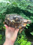 Homes Hinge-back Tortoise Adult Female