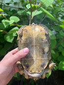 Homes Hinge-back Tortoise Adult Pair