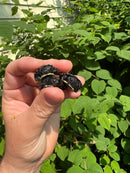 African Dwarf Mud Turtle Babies (Pelusios nanus)