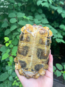 Homes Hinge-back Tortoise Adult Female