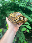 Homes Hinge-back Tortoise Adult Female