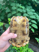 Homes Hinge-back Tortoise Adult Female