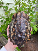 Homes Hinge-back Tortoise Adult Pair