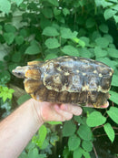 Homes Hinge-back Tortoise Adult Female