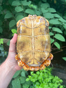 Homes Hinge-back Tortoise Adult Female