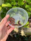 Leach's Fluorescent Orange Millipedes (Euryurus Leachii)