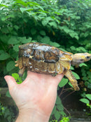 Homes Hinge-back Tortoise Adult Pair