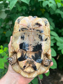 Libyan Greek Tortoise Adult Male