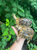 Homes Hinge-back Tortoise Adult Pair