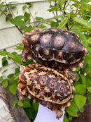 Homes Hinge-back Tortoise Adult Pair 6 (Kinixys homeana)