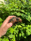 Brazilian Cherryhead Tortoise 2021