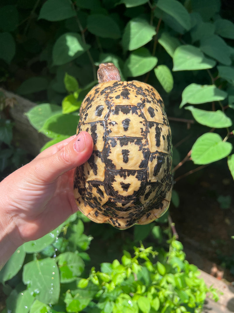 Libyan Greek Tortoise Adult Male