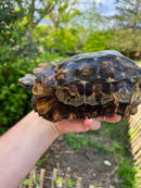 Homes Hinge-back Tortoise Adult Pair