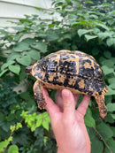 Libyan Greek Tortoise Adult Female