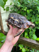 Homes Hinge-back Tortoise Adult Female