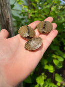 Escambia Map Turtle Baby (Graptemus ernsti)