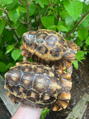 Homes Hinge-back Tortoise Adult Pair