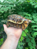Homes Hinge-back Tortoise Adult Female