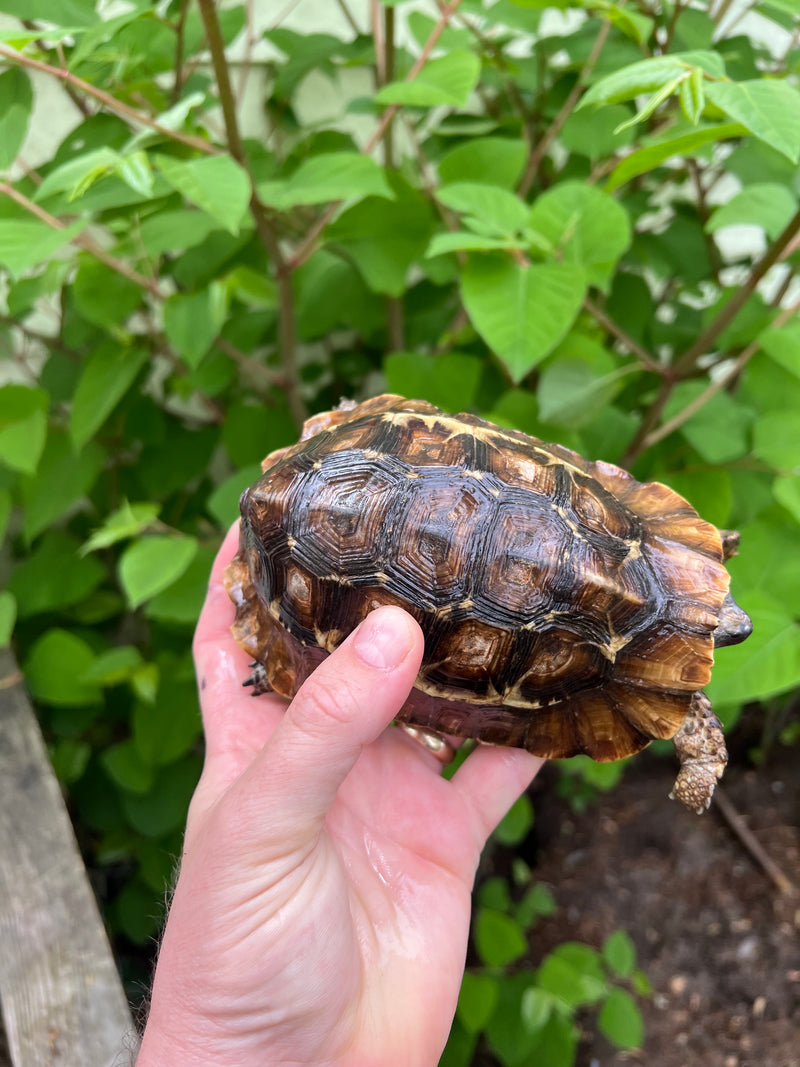 Homes Hinge-back Tortoise Adult Pair