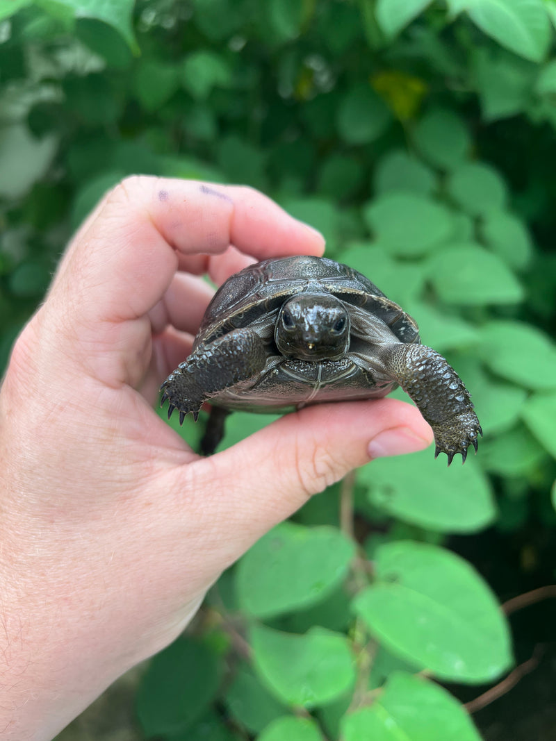 Rare Aldabra Tortoises for Sale | American Reptile Distributors