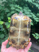 Homes Hinge-back Tortoise Adult Female