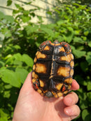 Brazilian Cherryhead Tortoise 2021