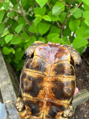 Homes Hinge-back Tortoise Adult Pair