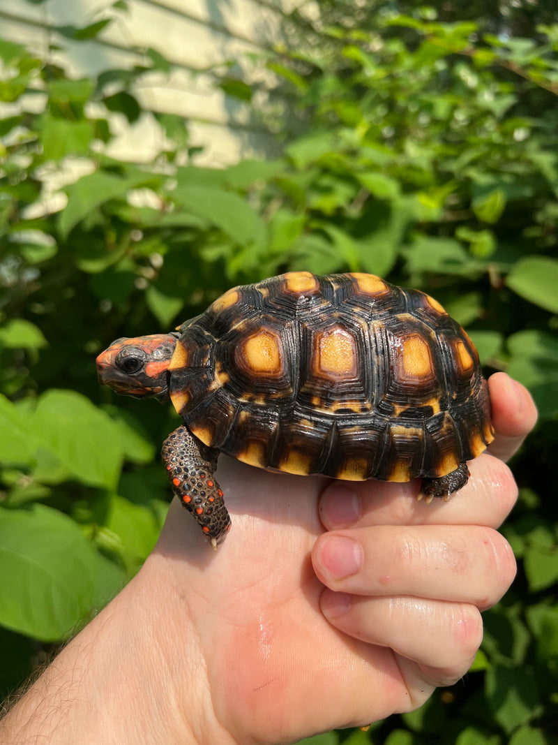 Brazilian Cherryhead Tortoise 2021