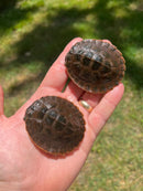 Australian Red-Faced Short Neck Turtle Babies (Emydura australis)
